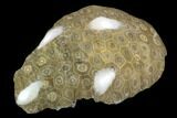 Polished Fossil Coral (Actinocyathus) Head - Morocco #128191-2